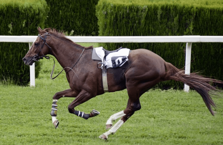 What Makes a Winning Racehorse?